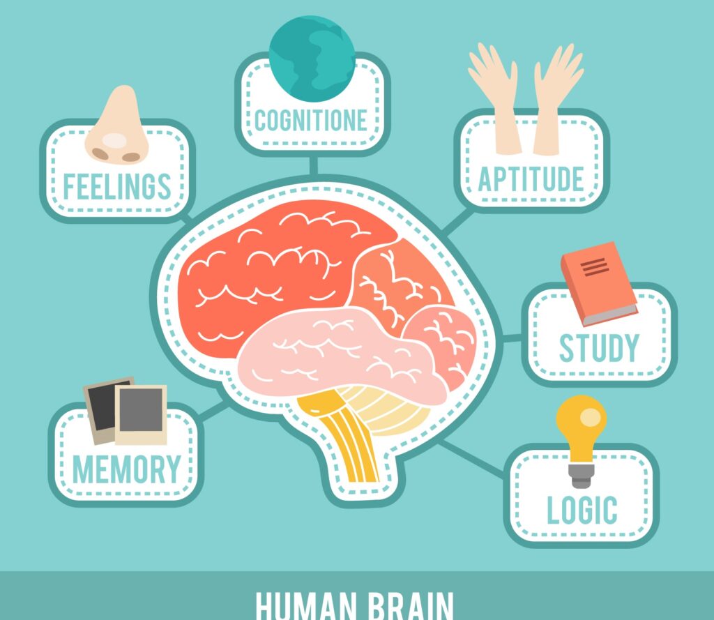 Infografis otak kiri dan otak kanan manusia