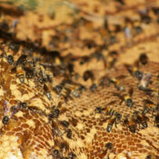 lebah madu koloninya