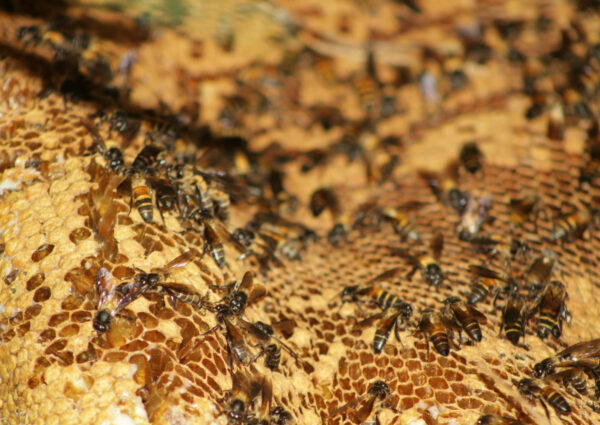 Fungsi Propolis untuk Koloni Lebah