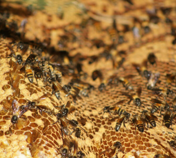 lebah madu koloninya