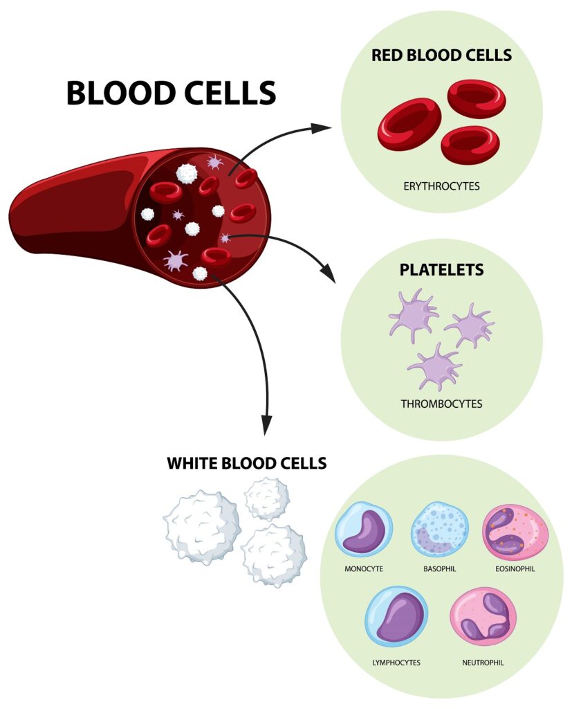 Type of human blood cells on white background illustration