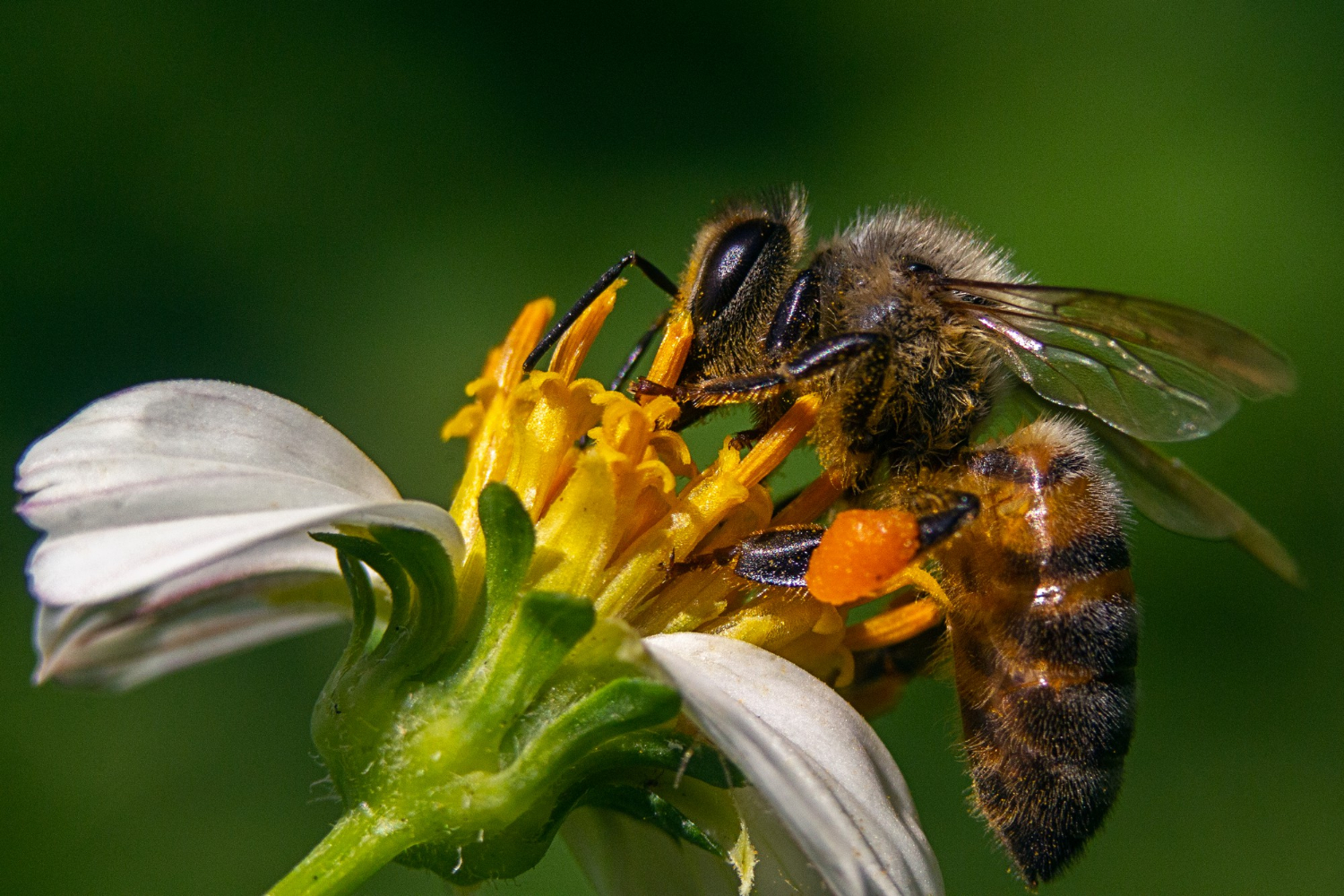 propolis senyawa flavanoid